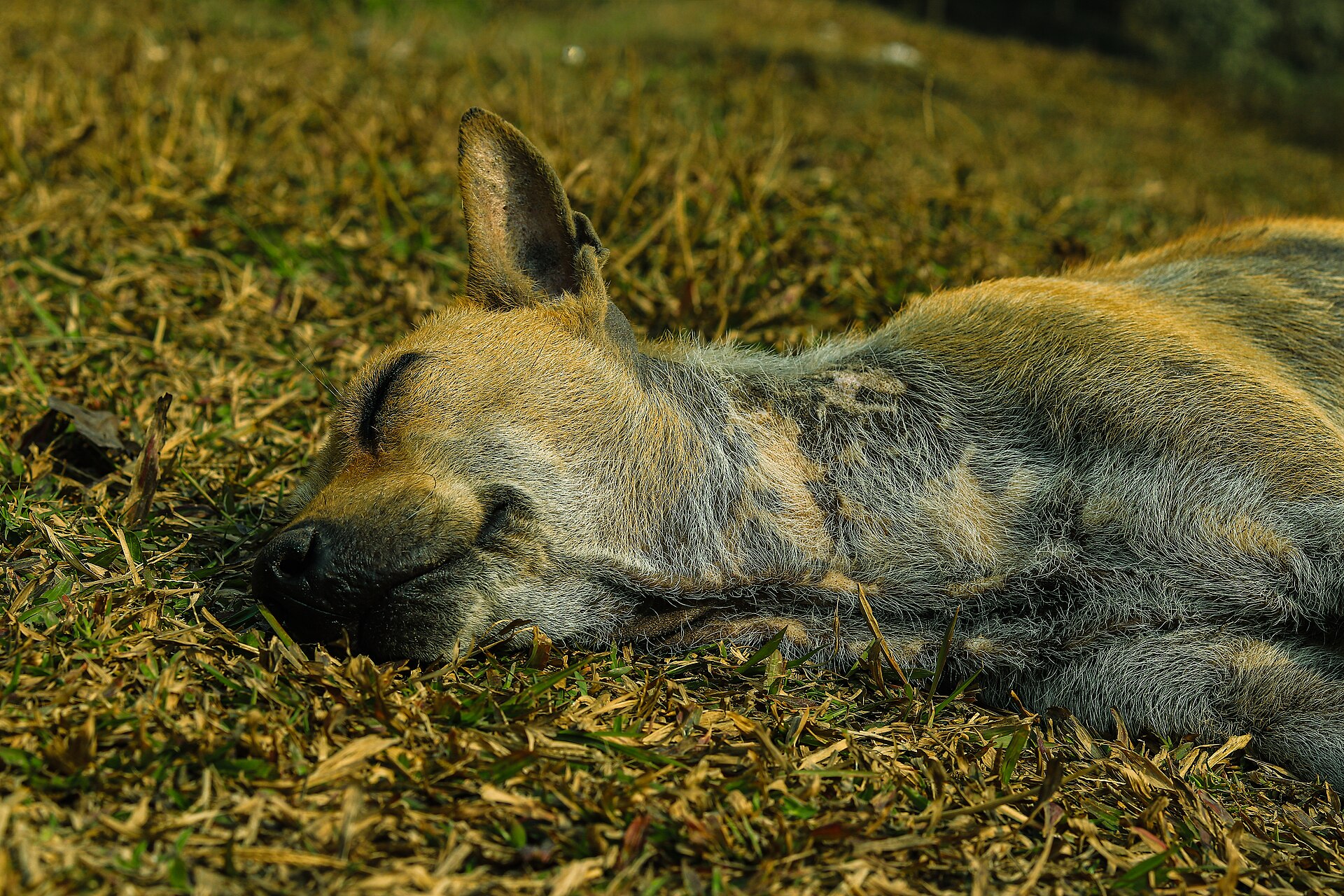 A stray dog sleeping peacefully in Bangladesh